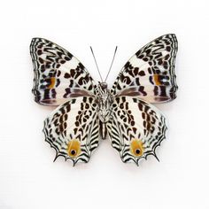 a white butterfly with brown spots on it's wings, sitting on a white surface