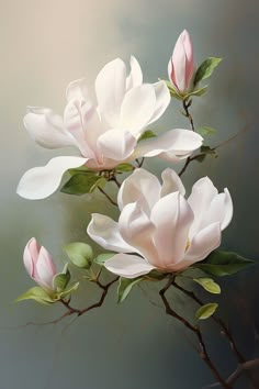 three white flowers with green leaves are on a branch in front of a gray background