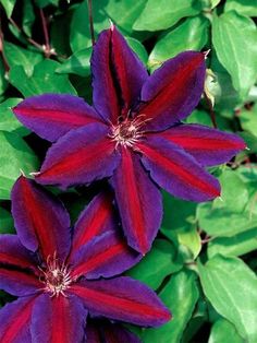 three purple flowers with green leaves in the foreground and one red flower on the right