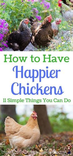 how to have happier chickens 11 simple things you can do