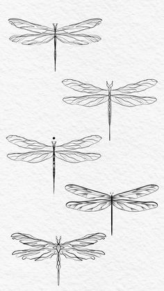 four different types of dragonflies on white paper