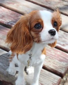 a small brown and white dog sitting on top of a wooden bench