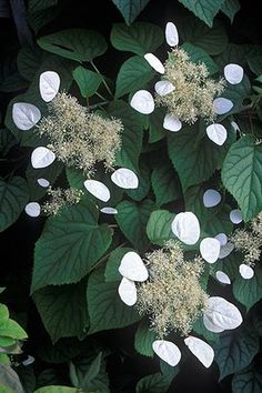 white flowers and green leaves on a plant