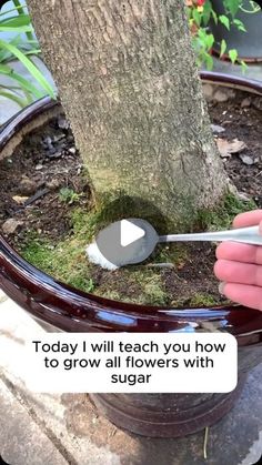 someone is using scissors to grow flowers in a pot on the ground next to a tree