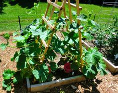 the garden is full of green plants and wooden trelliss, with one plant in the center