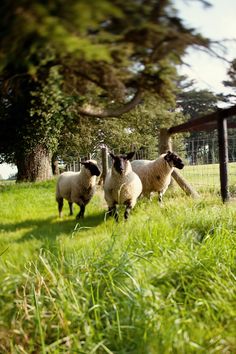 three sheep running in the grass near a fence