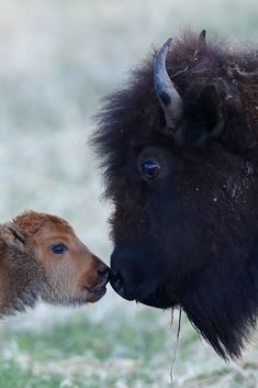 an adult bison nuzzles the face of a young calf