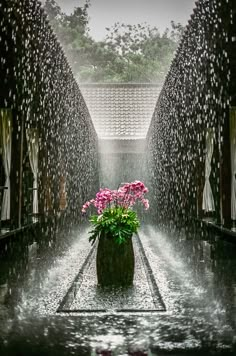 a potted plant sitting in the middle of a rain soaked walkway with pink flowers