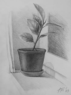 a drawing of a potted plant on a window sill