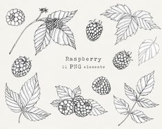 raspberry and leaves with the words raspberry 11 png elements on it