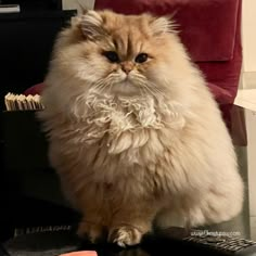 a fluffy cat sitting on top of a desk next to a remote control