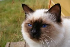 a siamese cat with blue eyes sitting on the ground in front of a chair