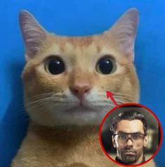 an orange cat is looking at the camera with a man's face on it