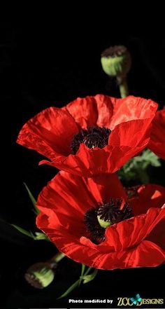 three red flowers with green stems in the dark