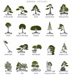 bonsai style trees are shown in black and white, with the names below them