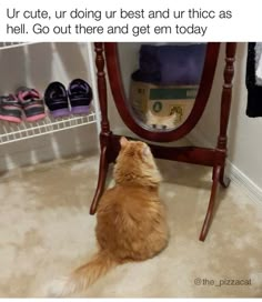 an orange cat sitting in front of a mirror looking at it's own shoes