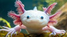 a close up of a fish with pink hair on it's head and eyes