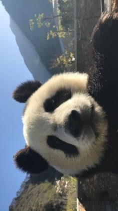 a panda bear hanging upside down on a tree