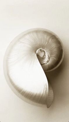 an onion is shown in black and white with the peel still attached to it's core