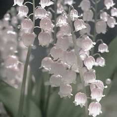 some white flowers with water droplets on them