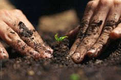 two hands with dirt on them are holding a small green sprout in the soil