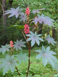 a plant with purple leaves and pink flowers in the woods near some trees on a sunny day