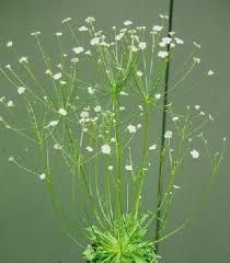 a green vase filled with white flowers on top of a table