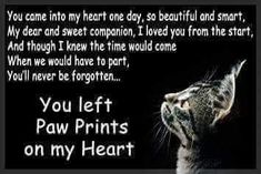 a greeting card with a cat saying you left paw prints on my heart