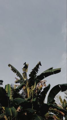 there is a bird sitting on top of a banana tree in the middle of the day