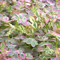 some pink and green plants are growing together