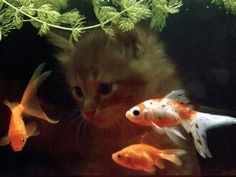 Burung Kakatua, Fancy Goldfish, Goldfish Bowl, Silly Animals, Jolie Photo, Silly Cats, Pretty Cats, 귀여운 동물, Goldfish