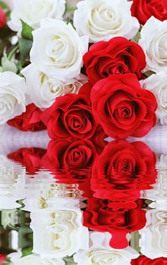 red and white roses are reflected in the water