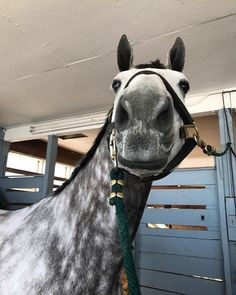 a close up of a horse wearing a bridle and halter on it's head