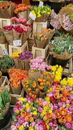 many different types of flowers on display for sale