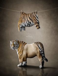 an image of a tiger standing on a rope and looking at it's reflection