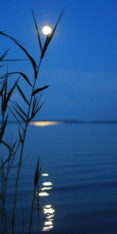 the moon shines brightly in the night sky over water with reeds on the foreground