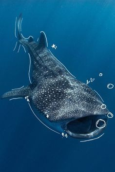 a whale swimming in the ocean with its mouth open and bubbles coming out of it