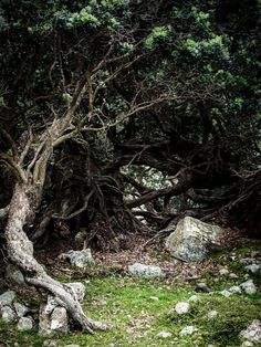 an old tree in the middle of a forest filled with rocks and trees growing out of it