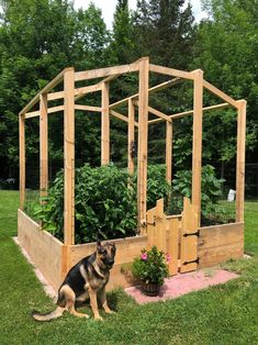 a dog sitting in the grass next to a raised garden bed with plants growing inside