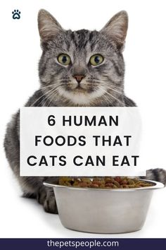 a cat sitting next to a bowl of food with the words 6 human foods that cats can eat