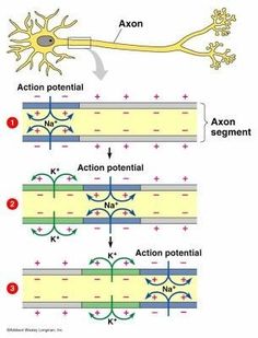 the action potentials in an axon are shown on this diagram, with arrows pointing to