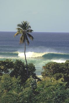 a palm tree is in front of the ocean and waves are coming up behind it