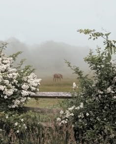 a horse is grazing in the foggy field with white flowers on it's bush