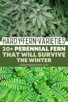 Hardy Fern Varieties (20+ Perennial Ferns That Will Survive The Winter) | Gardening Fern Companion Plants, Fern Garden Landscaping, Landscaping With Ferns, Tall Shade Perennials, Perennial Ferns, Types Of Fern Plants, Fern Landscaping, Full Shade Perennials, Fern Garden Ideas