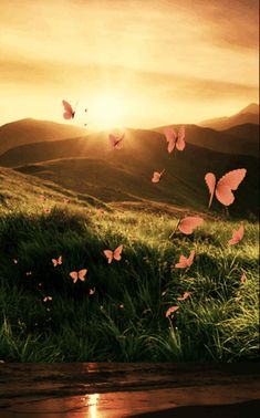 a field with grass and pink butterflies flying in the sky