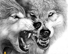 two wolfs with their mouths open, one is growling at the other's teeth