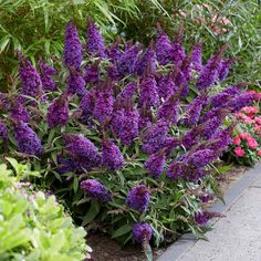 purple flowers line the side of a sidewalk in front of green plants and red flowers