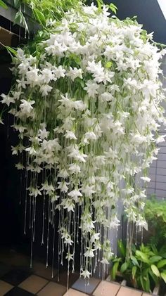 white flowers are hanging from the ceiling