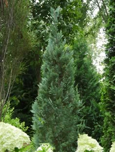 a tall green tree sitting in the middle of a forest