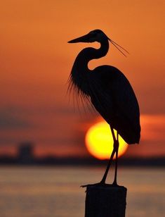 a large bird standing on top of a wooden post near the ocean at sunset or dawn